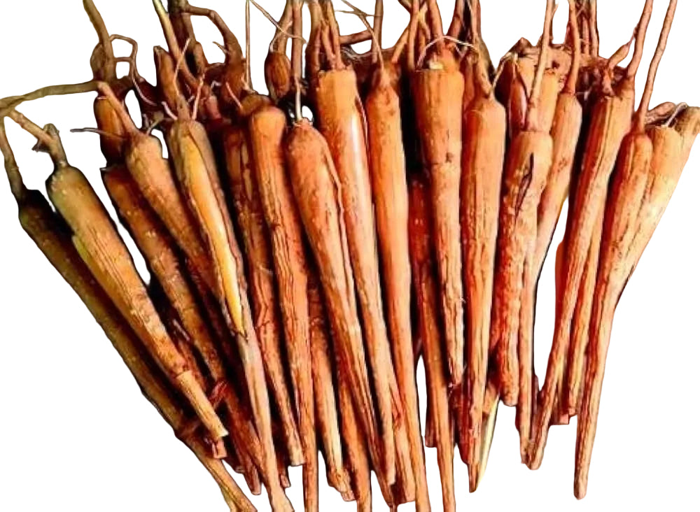 Homejame fresh-1Kg Palmyra roots / Palm-Wurzeln